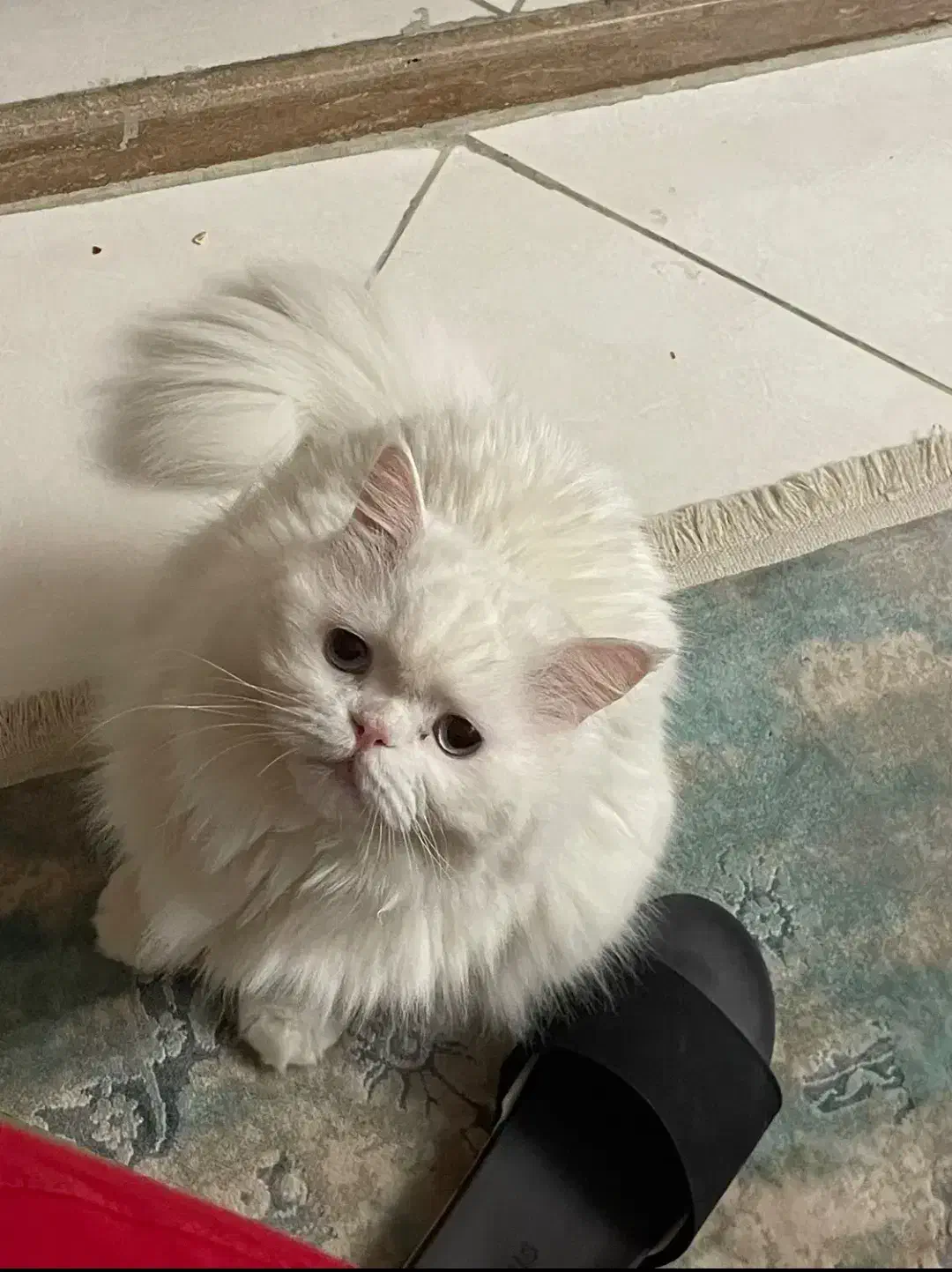 پرشین کت سوپر فلت دختر 9 ماهه با شناسنامه|گربه|کرمانشاه, |دیوار