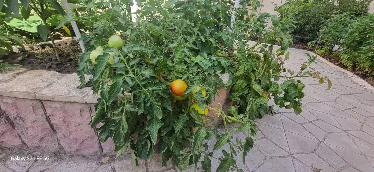 هاشمیه 31 ،  95مترمفید|فروش آپارتمان|مشهد, هنرستان|دیوار