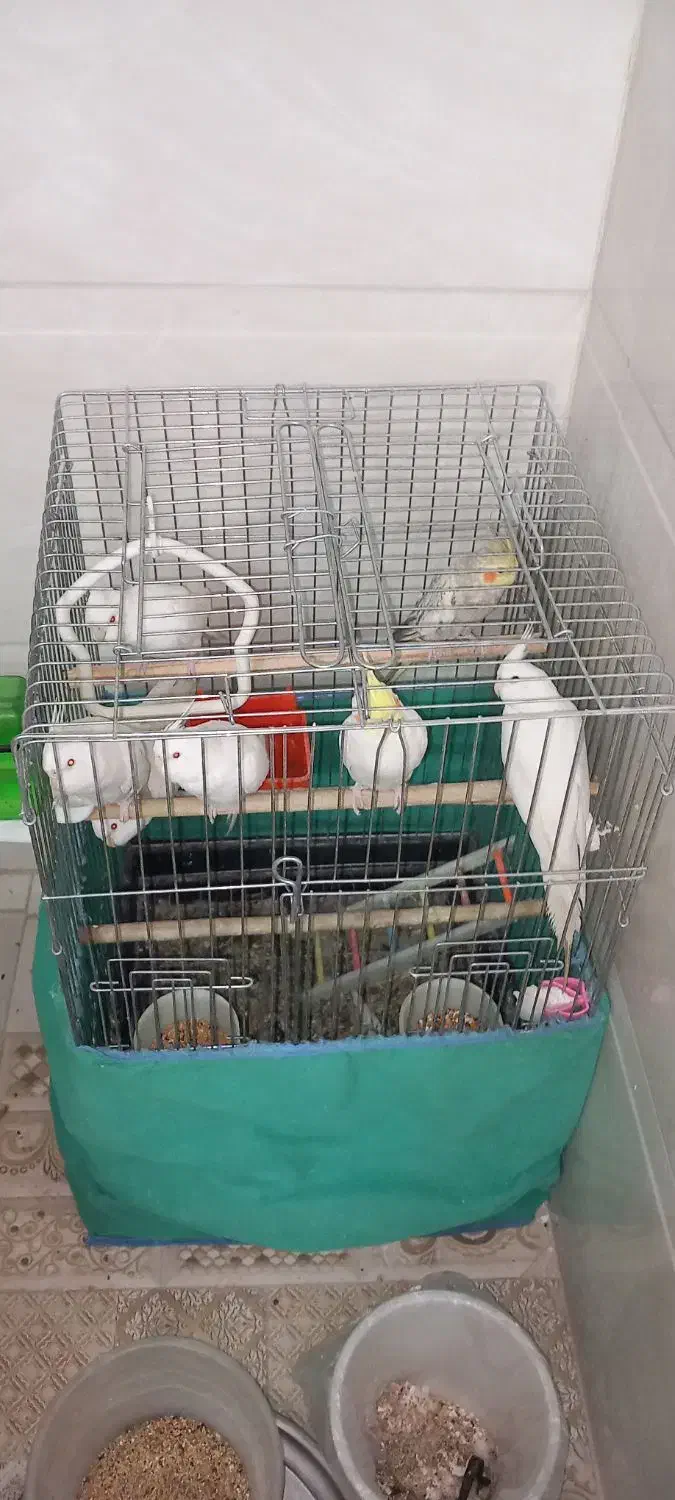 عروس هلندی|پرنده|بافق, |دیوار