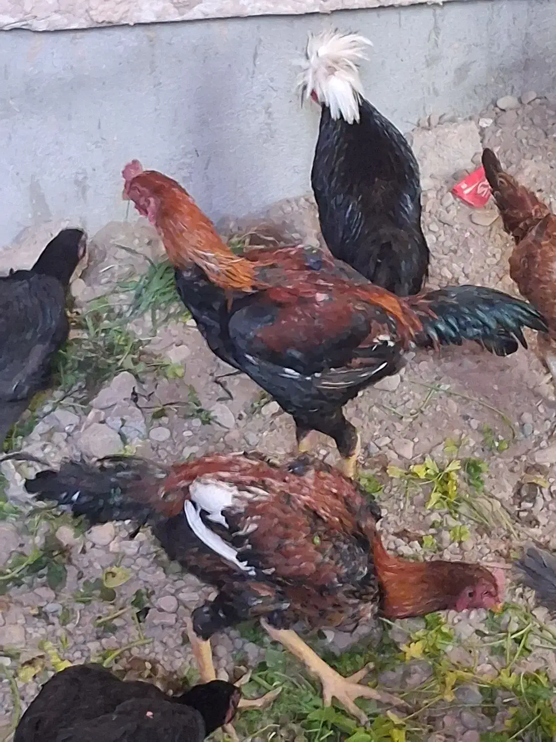 خروس  لهستانی|حیوانات مزرعه|پاکدشت, خاتون آباد|دیوار