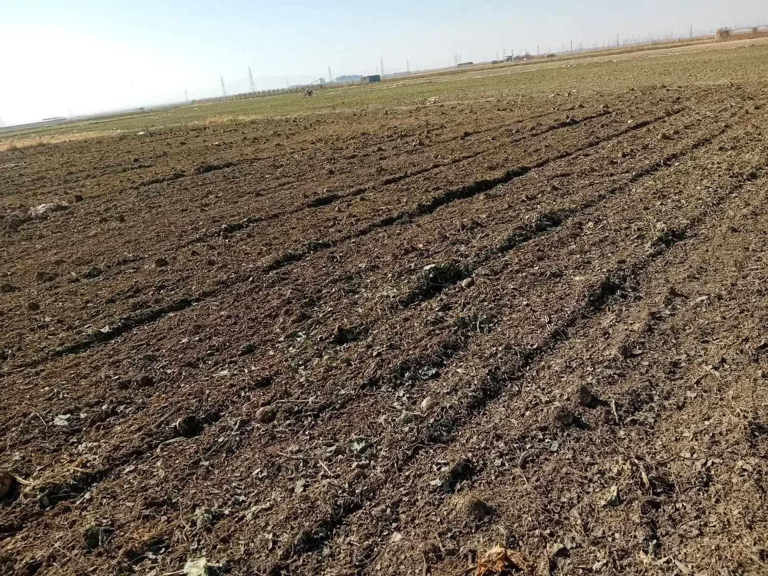 چغندر قند|عمدهفروشی|فامنین, |دیوار