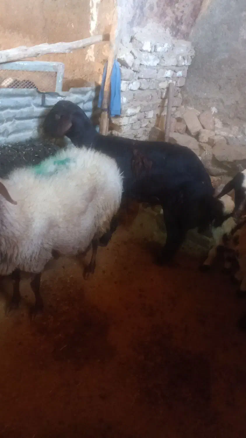 قره قزل اصل|حیوانات مزرعه|الیگودرز, |دیوار