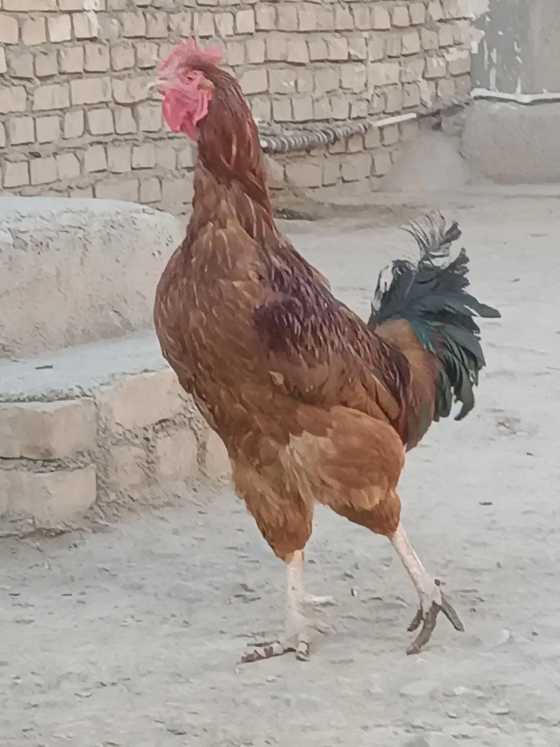 خروس|حیوانات مزرعه|فیروزه, |دیوار