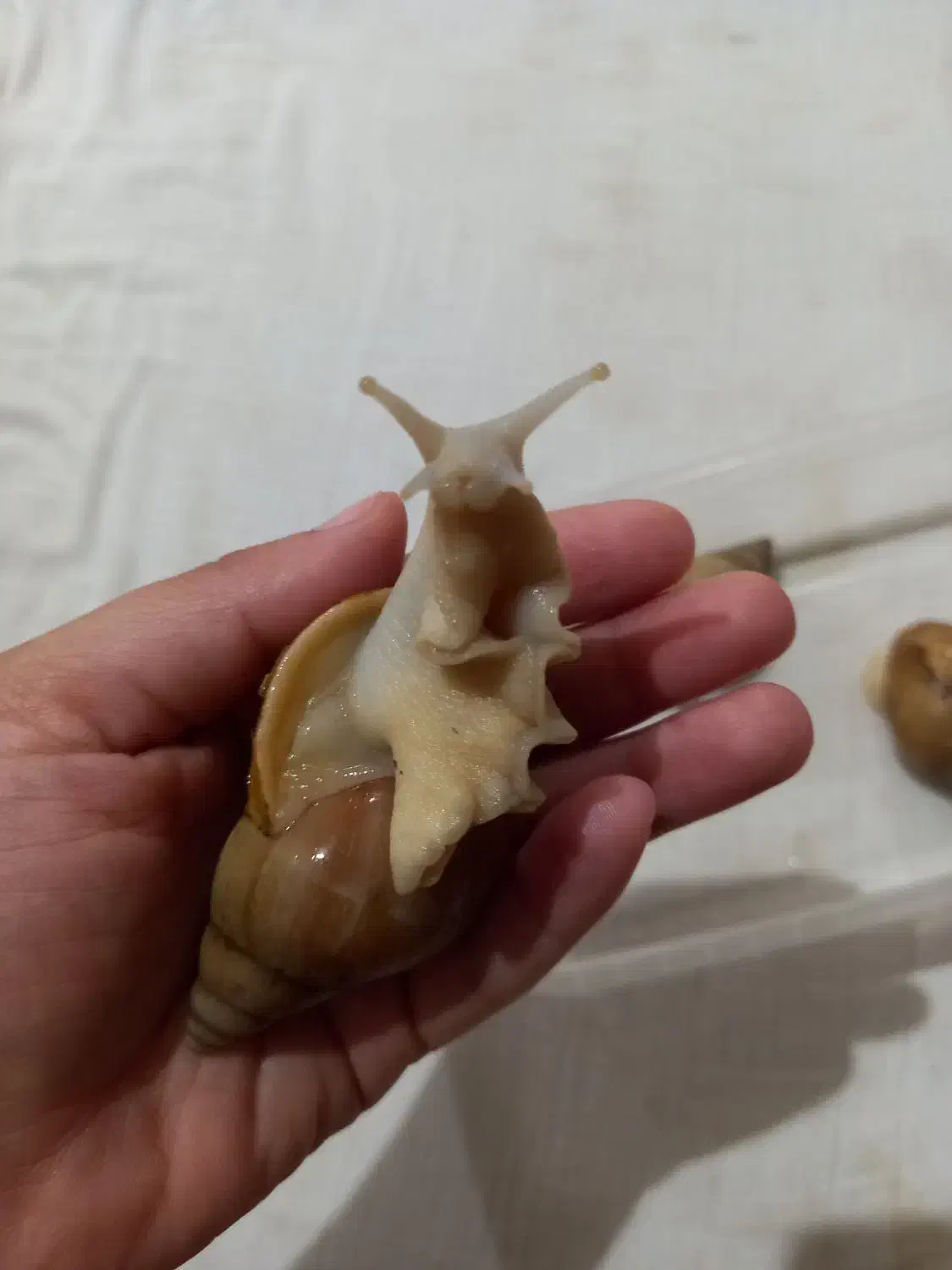 حلزون خانگی آلبینو|خزنده|دزفول, |دیوار