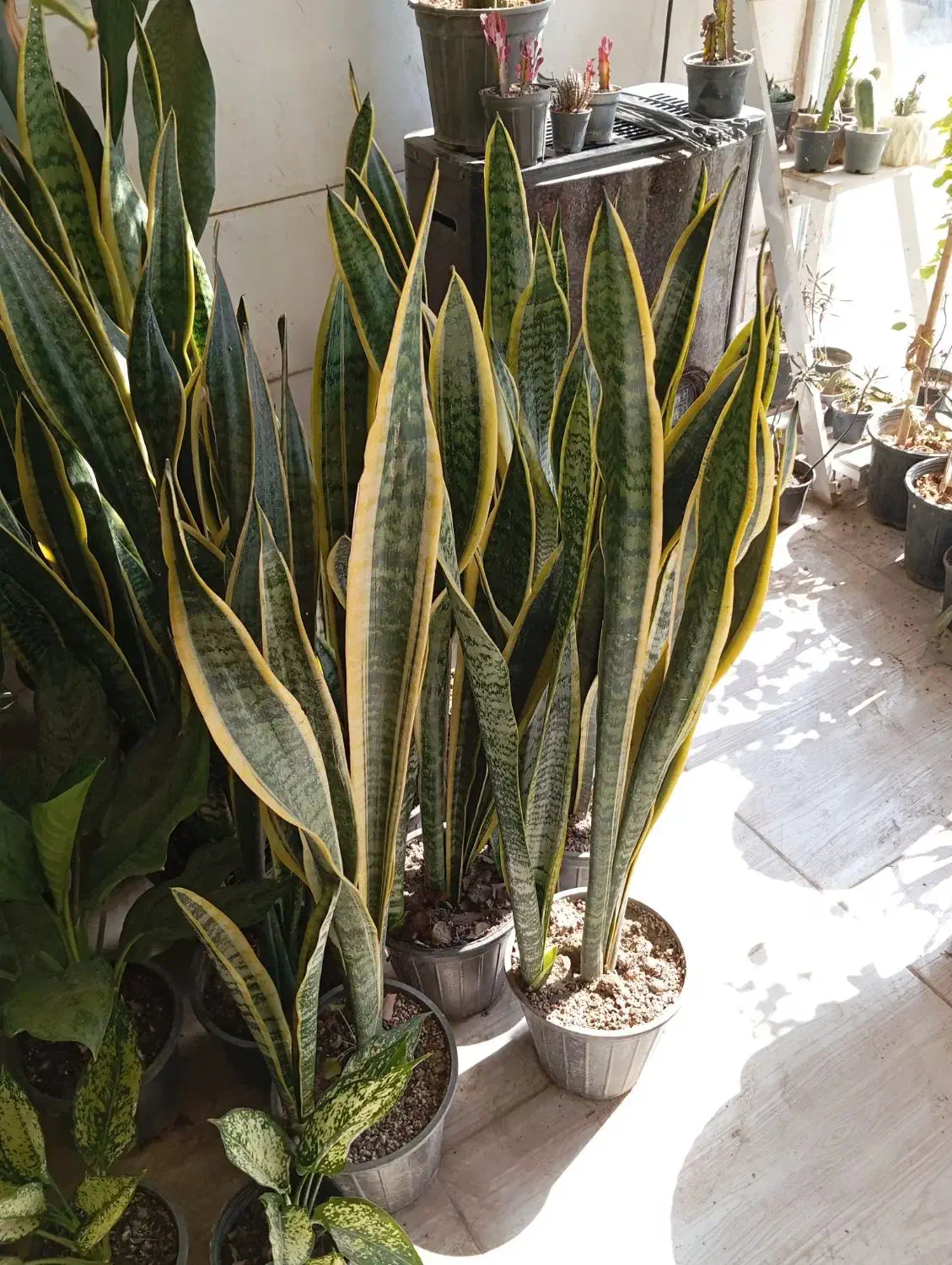 گل های آپارتمانی زیبا قیمت مناسب|گل و گیاه طبیعی|سبزوار, رضوی|دیوار