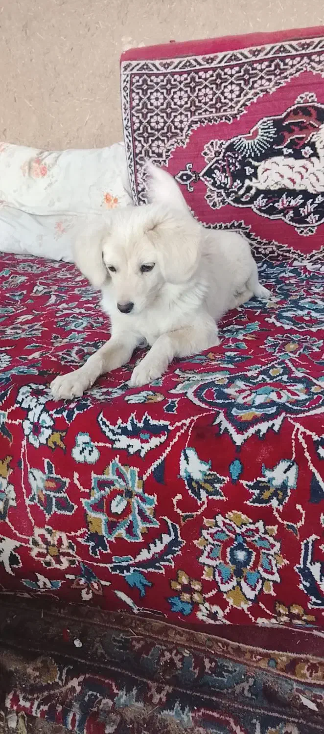 سگ پا کوتاه|سگ|آران و بیدگل, |دیوار