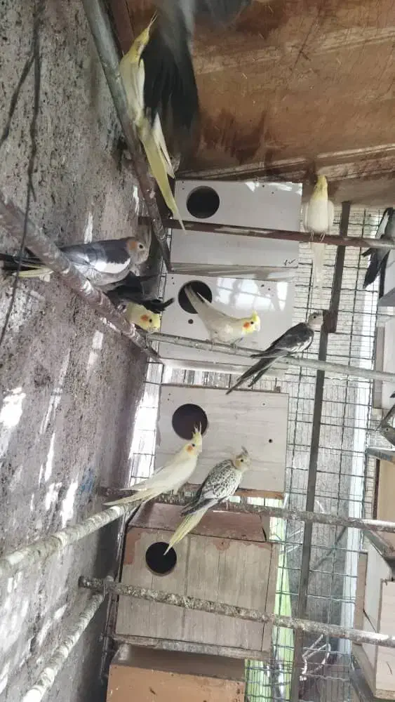 عروس هلندی مولد|پرنده|رباطکریم, منجیل آباد|دیوار