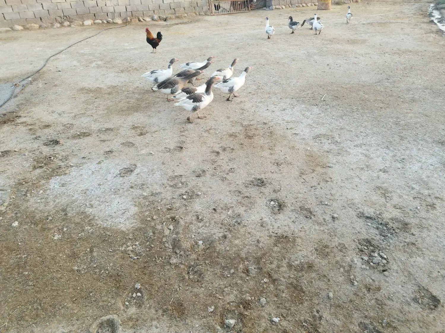 غاز|حیوانات مزرعه|دهلران, |دیوار