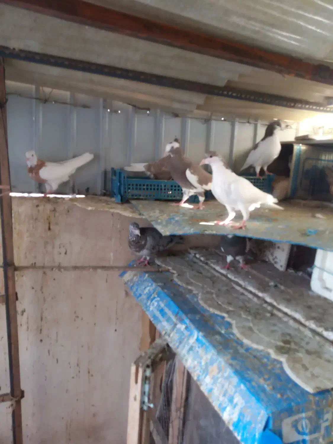 تعدادی کبوتر|پرنده|نیشابور, مدرس|دیوار