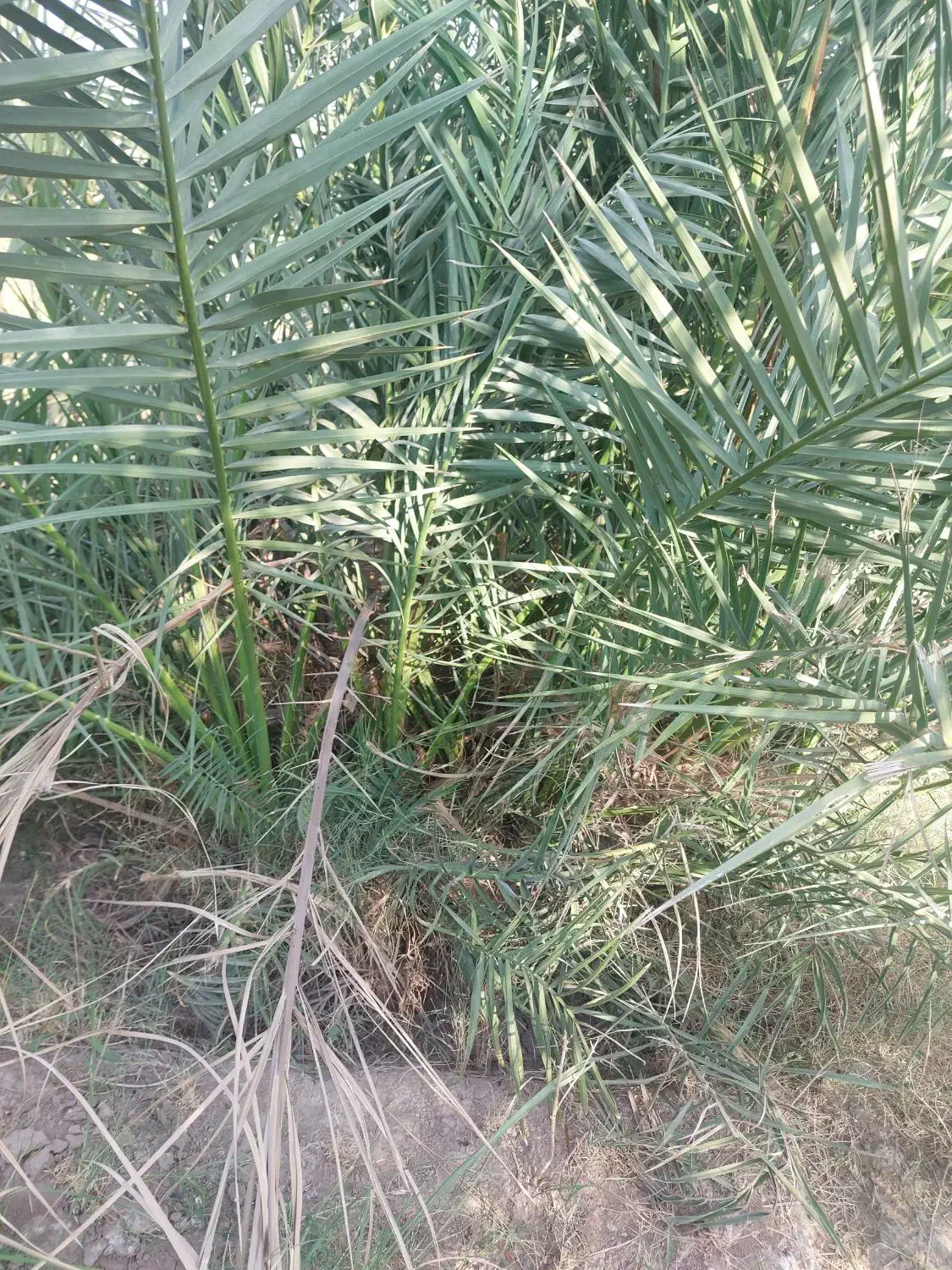 جونگ خرما|گل و گیاه طبیعی|بم, |دیوار