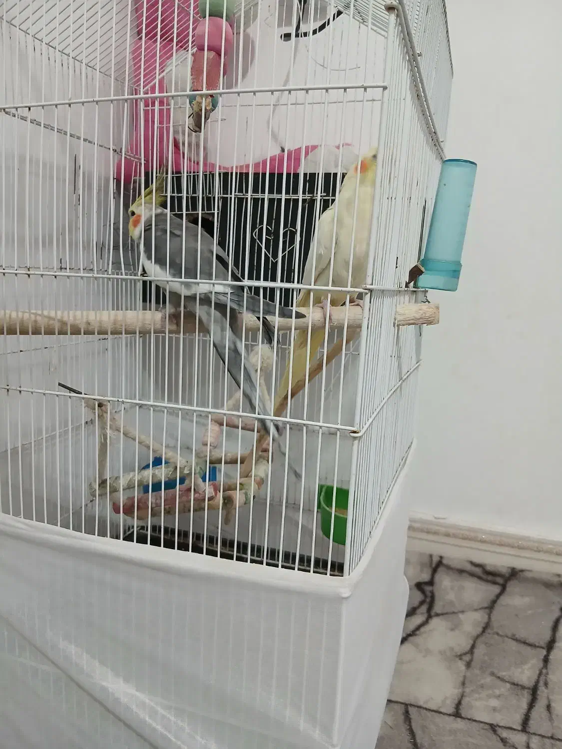 عروس هلندی نروماده|پرنده|آستارا, |دیوار