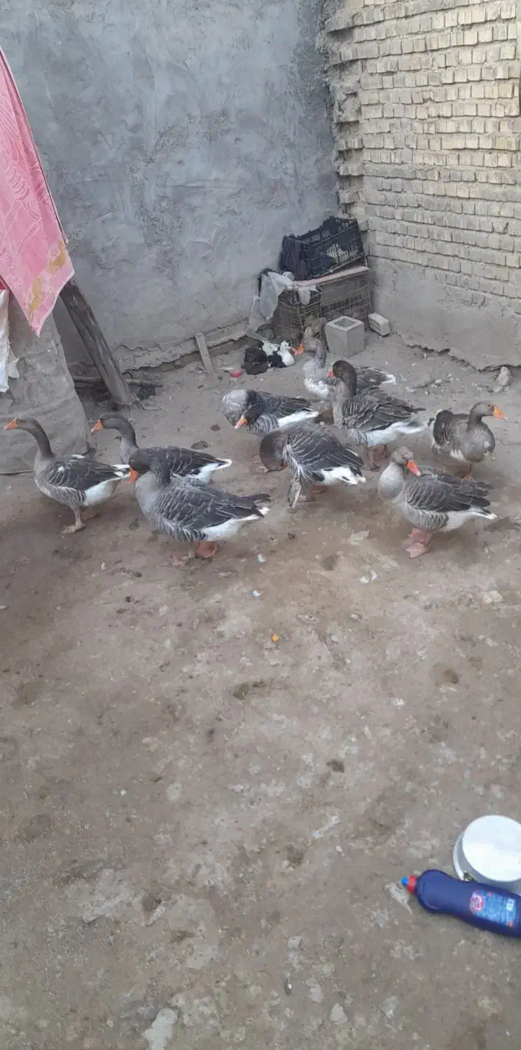 ۹عدد غاز سالم وتخم گذار|حیوانات مزرعه|سوسنگرد, |دیوار