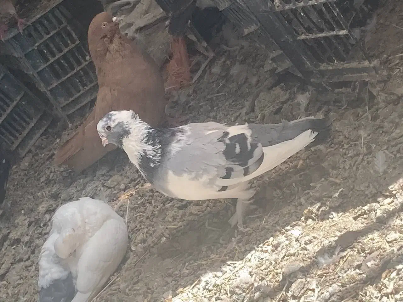 قرمز گوز لوتی نوک ریز|پرنده|سیه رود, |دیوار