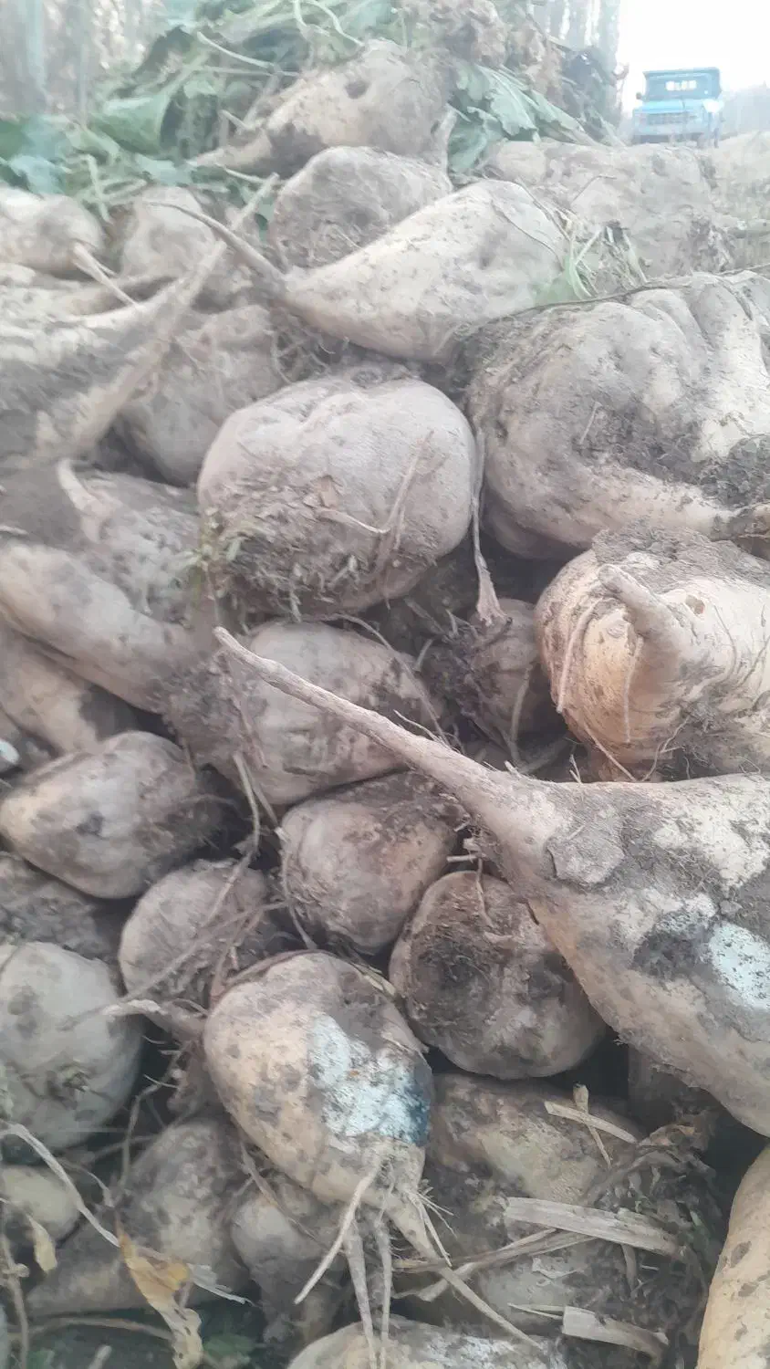 چغندرقند|عمده‌فروشی|میاندوآب, |دیوار