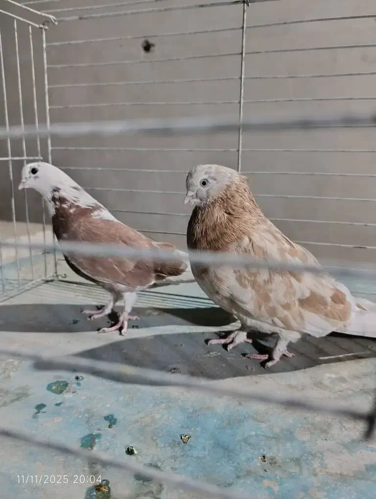 کفتر سرور ۴۰ سانتی سبز دمسفید کله دمسبز جفت|پرنده|تهران, شهرک رضویه|دیوار