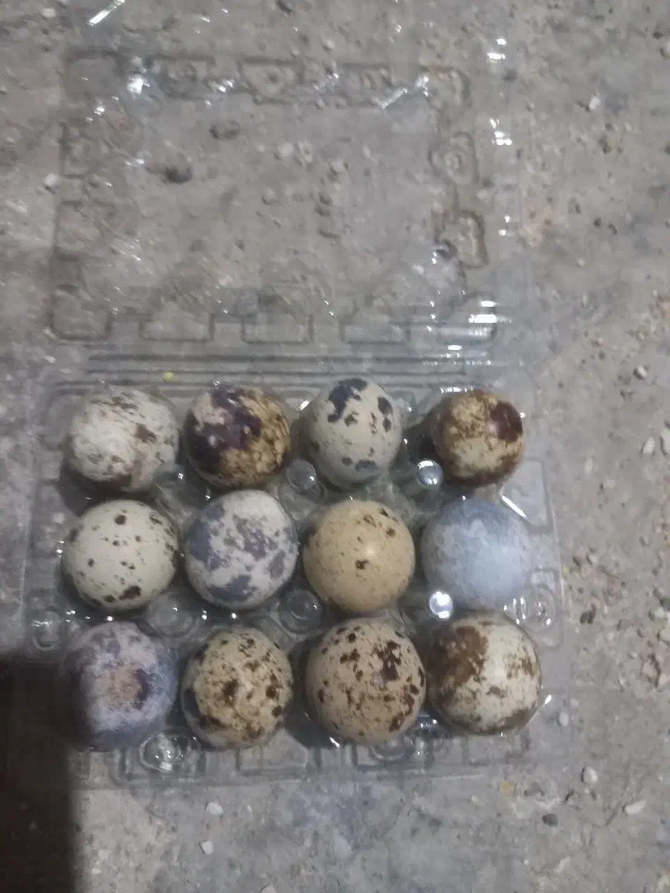 تخم بلدرچین|حیوانات مزرعه|تهران, دانشگاه شریف|دیوار