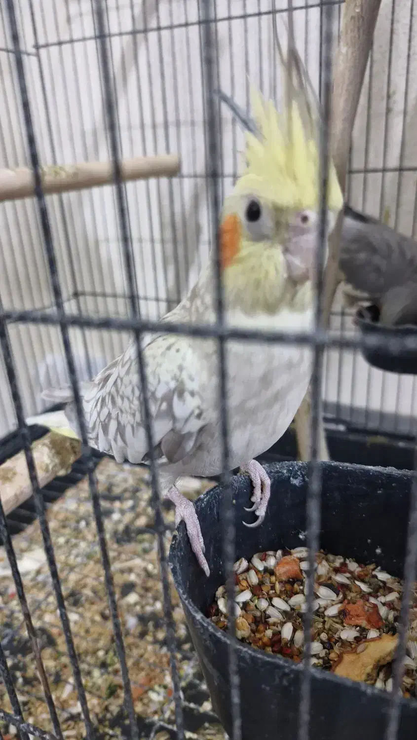 عروس هلندی جفت|پرنده|قم, زند آباد|دیوار