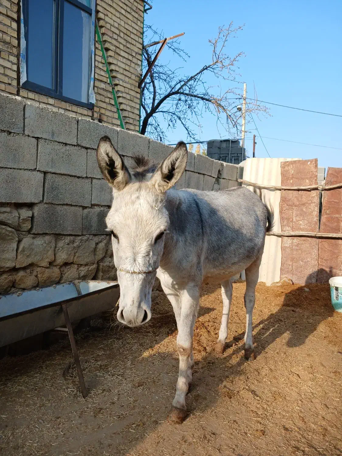 خر نر جوان|حیوانات مزرعه|کلات (خراسان), |دیوار