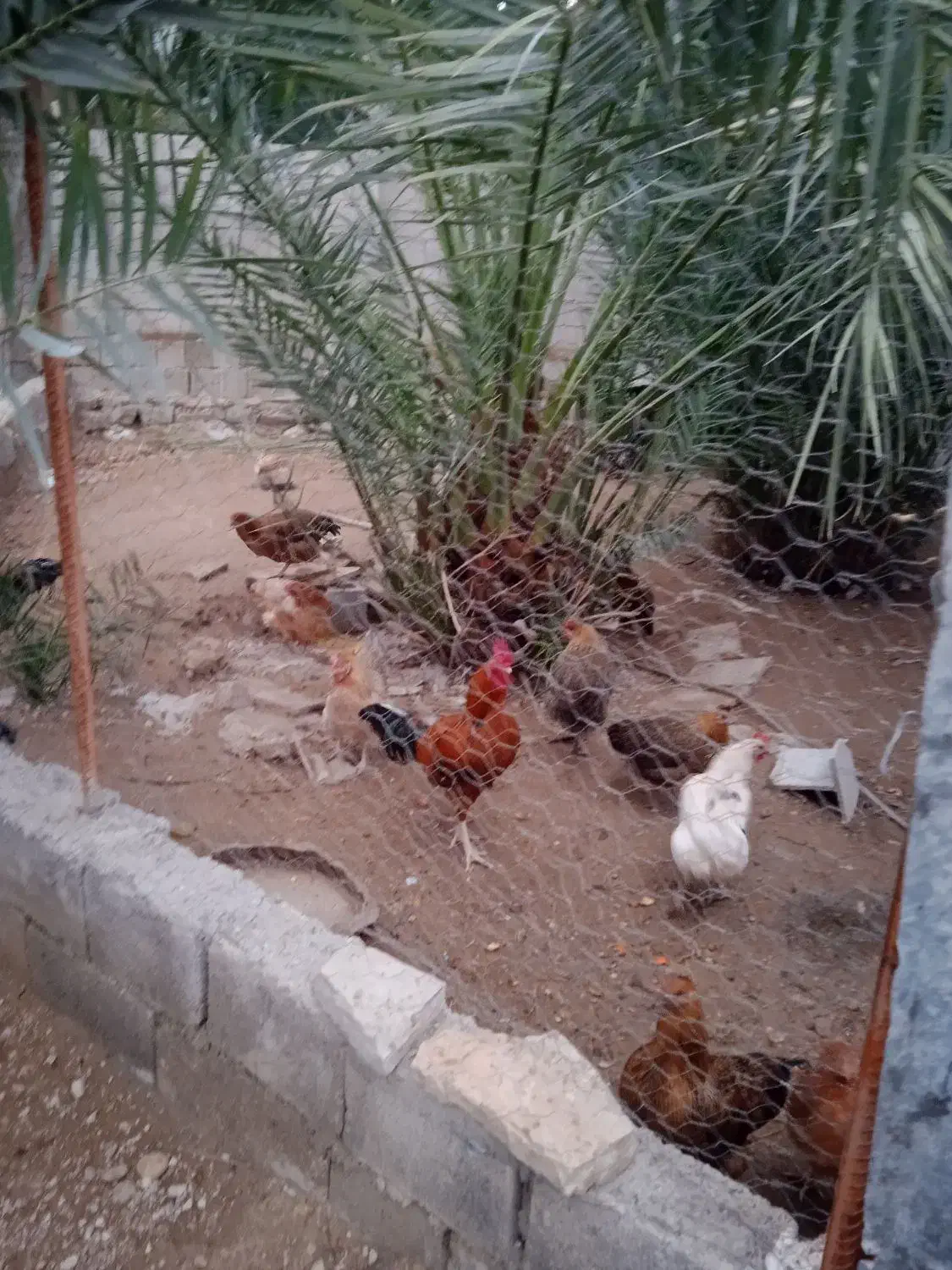 مرغ محلی|حیوانات مزرعه|وحدتیه, |دیوار