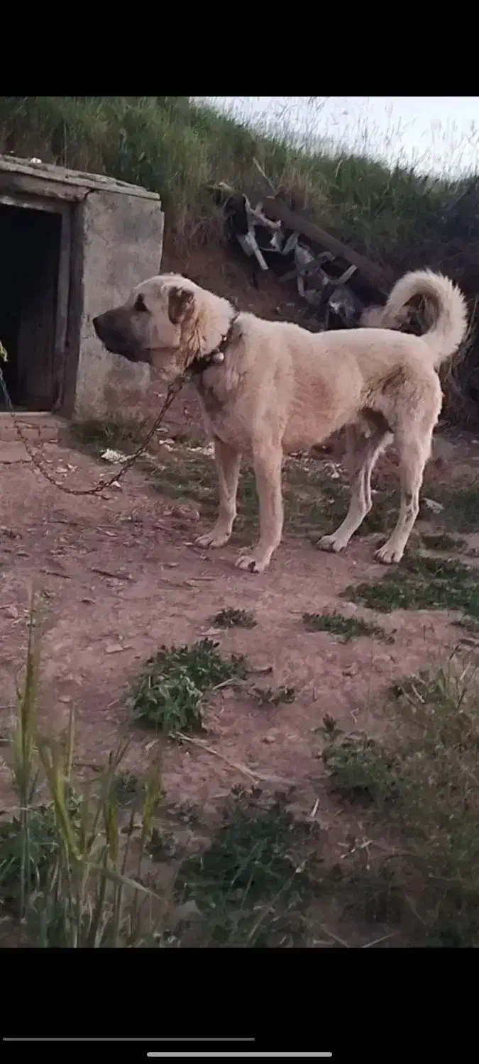 خان|سگ|دیواندره, |دیوار