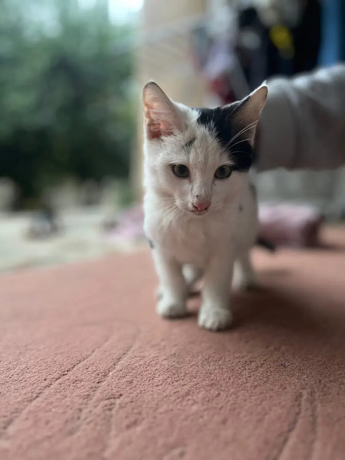 واگذاری گربه تاکسیدو|گربه|گرگان, |دیوار