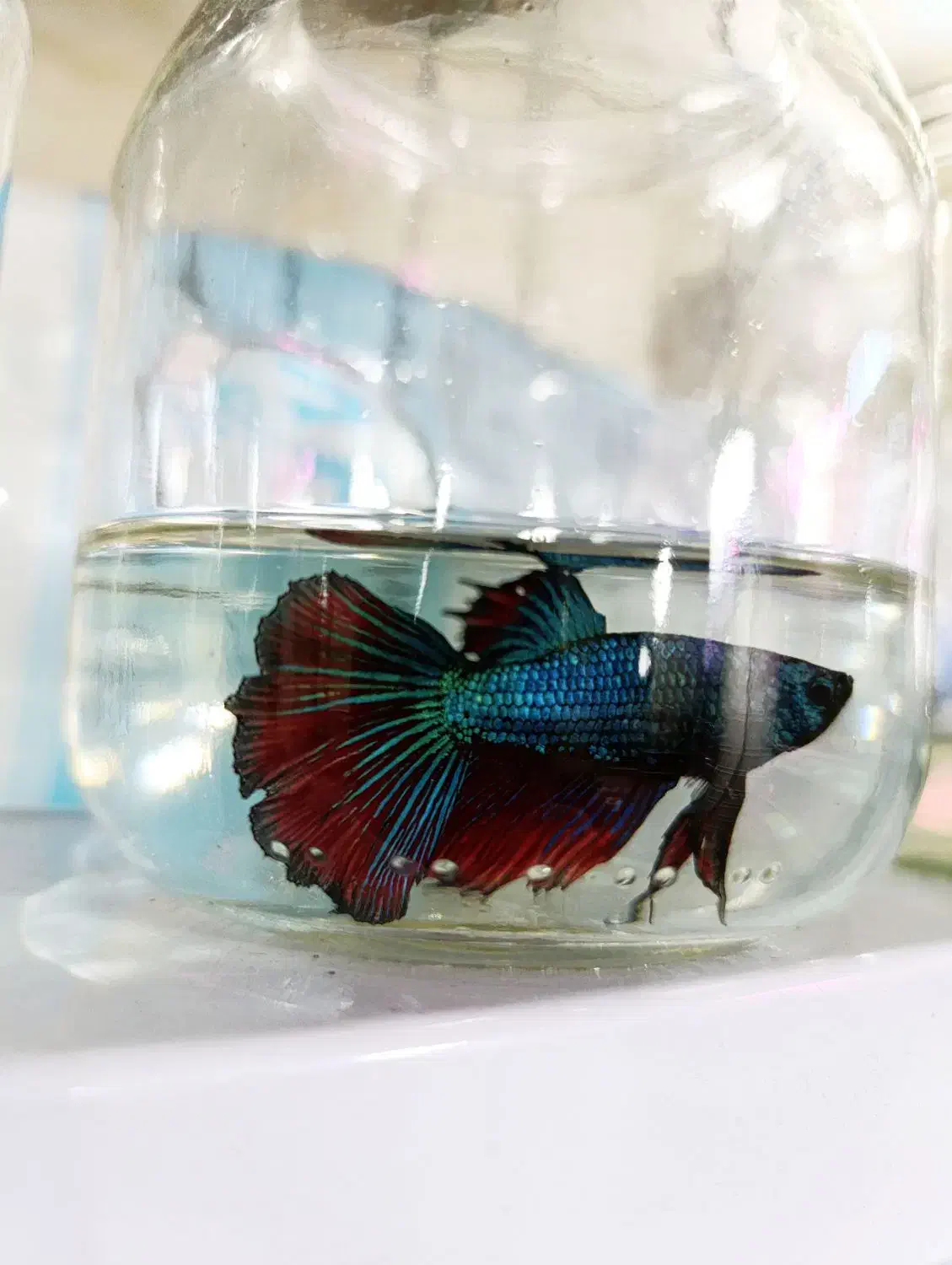 گوپی زبرا لجنخوار انجل کالر فایتر میگو تترا کفخوار|ماهی|تبریز, |دیوار