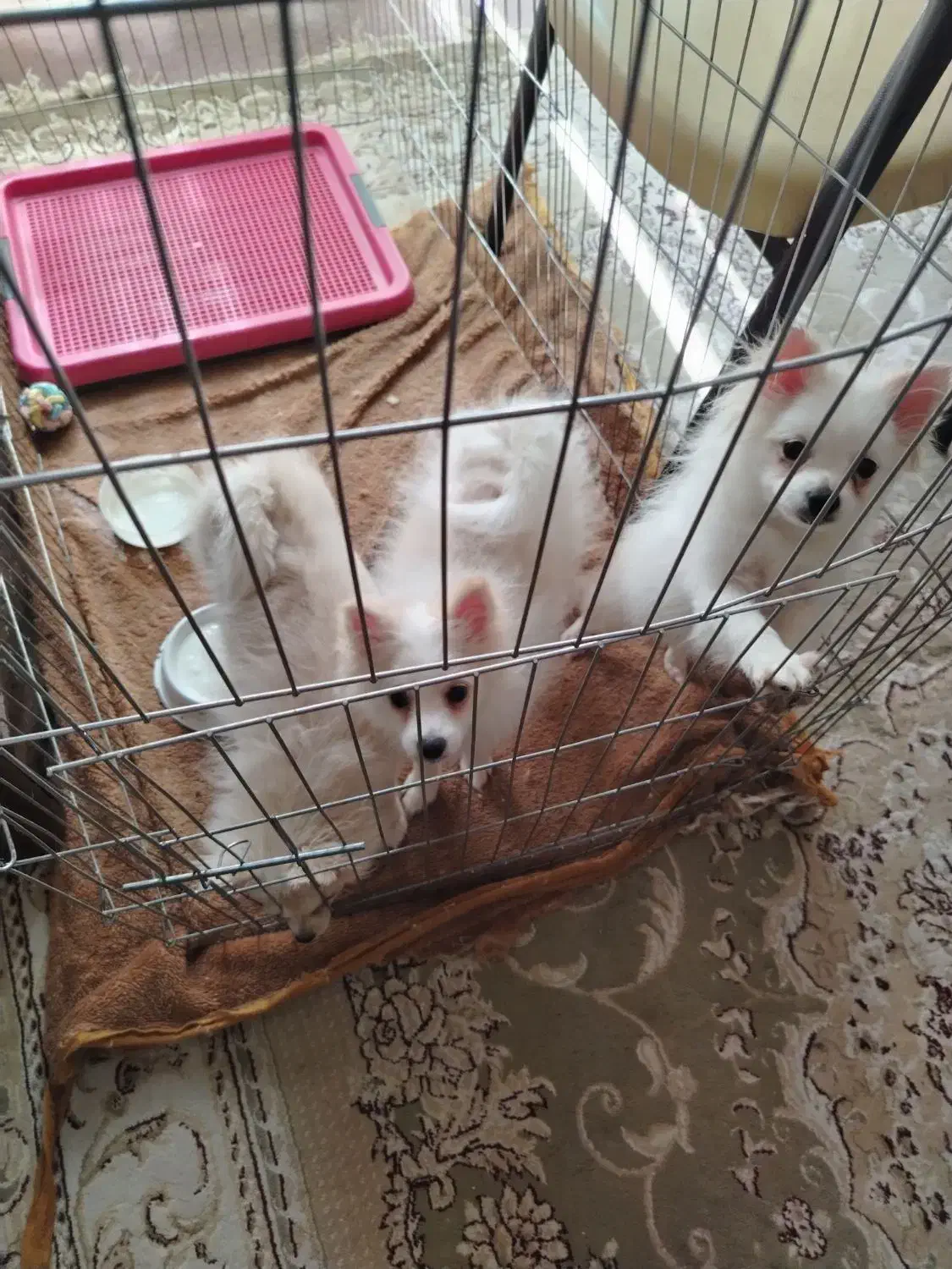 فروش سگ پامر سه ماه|سگ|نجف‌آباد, شهید رجایی|دیوار