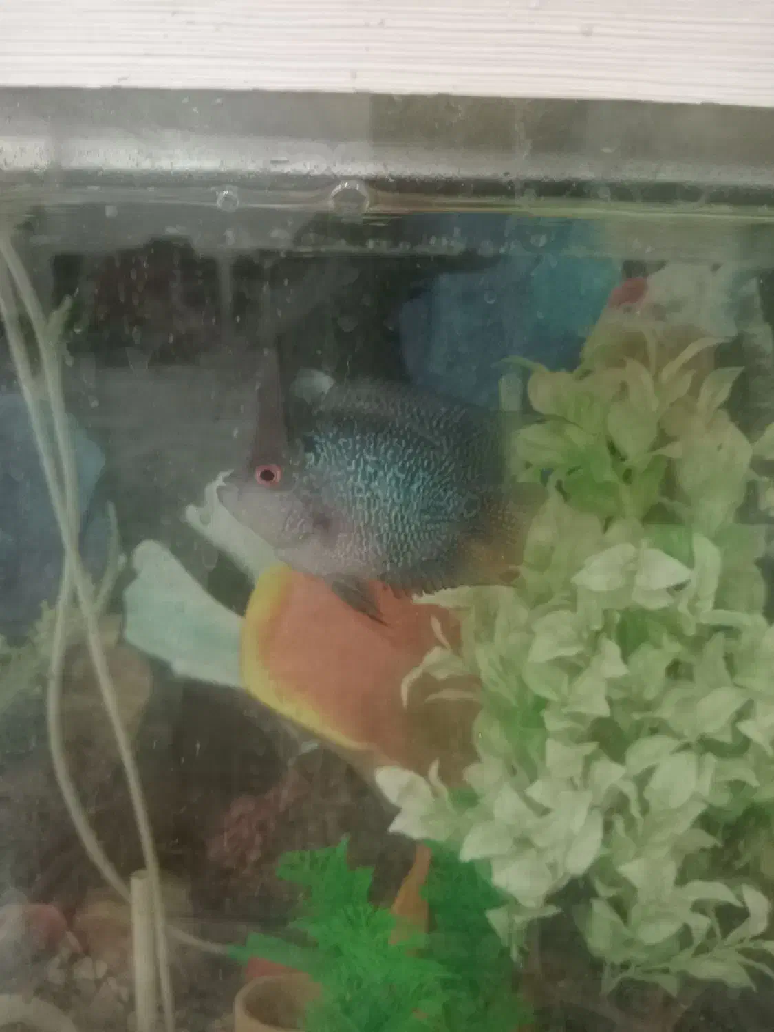 آکواریوم با ماهی پرت ویه دونه فلاور|ماهی|اشتهارد, |دیوار