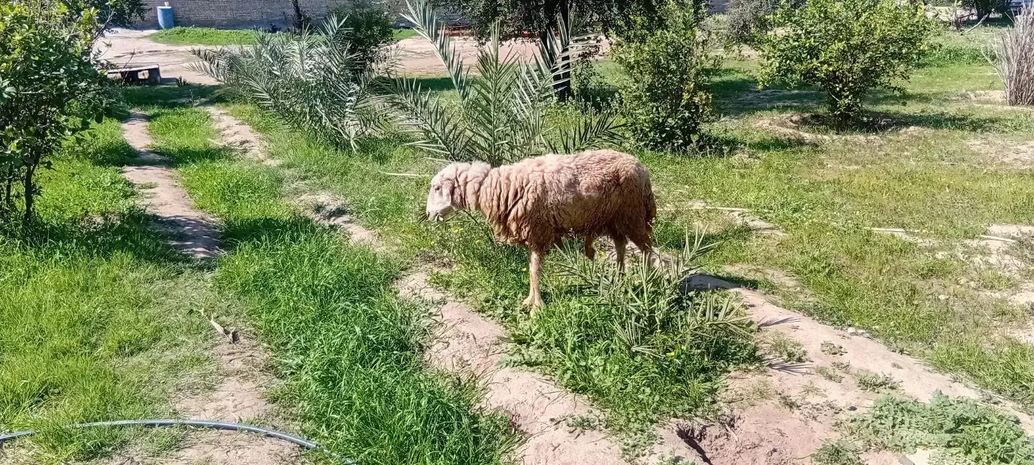 گوسفند|حیوانات مزرعه|سوسنگرد, |دیوار