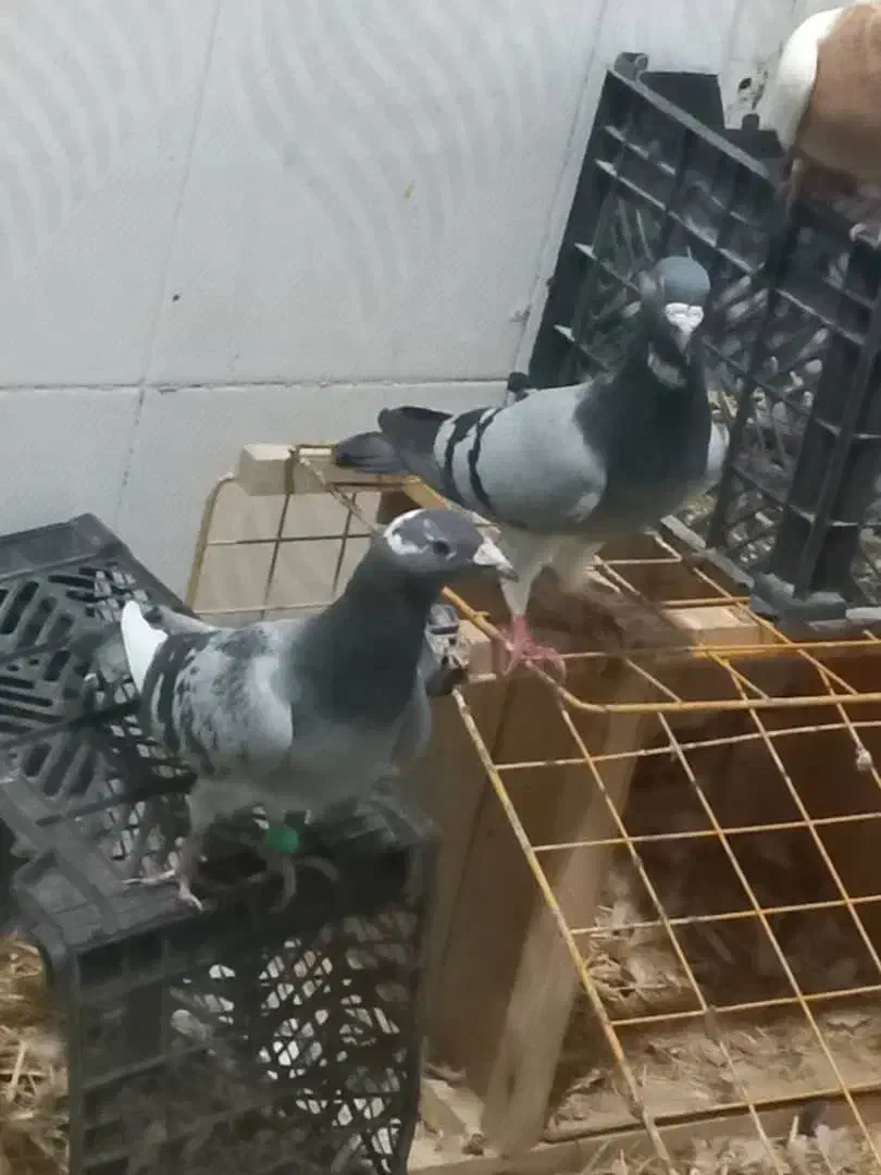 جفت کفتر نسل دار|پرنده|سراوان, |دیوار