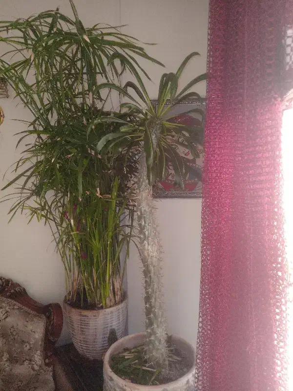 نخل ماداگاسکار ونخل مرداب|گل و گیاه طبیعی|پردیس, فاز ۱|دیوار