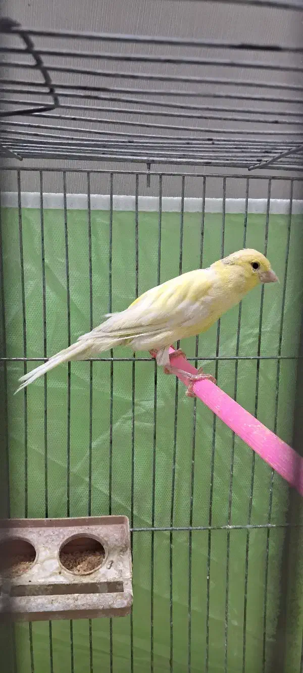 قناری ماده رنگ روشن|پرنده|شهرکرد, |دیوار