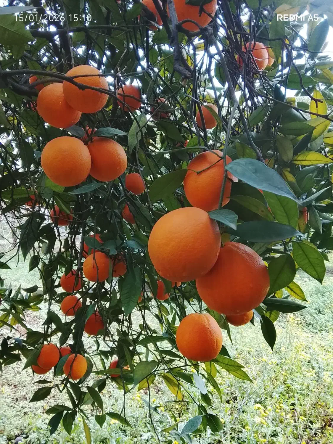 2تن پرتقال تامسون و1تن خونی|حراج|قائمشهر, |دیوار