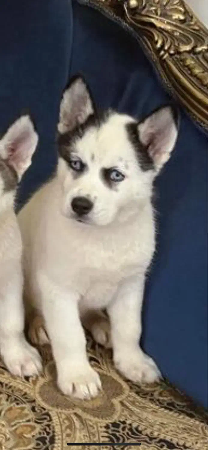 سگ هاسکی سامویید|سگ|پاکدشت, پاکدشت (مامازند)|دیوار