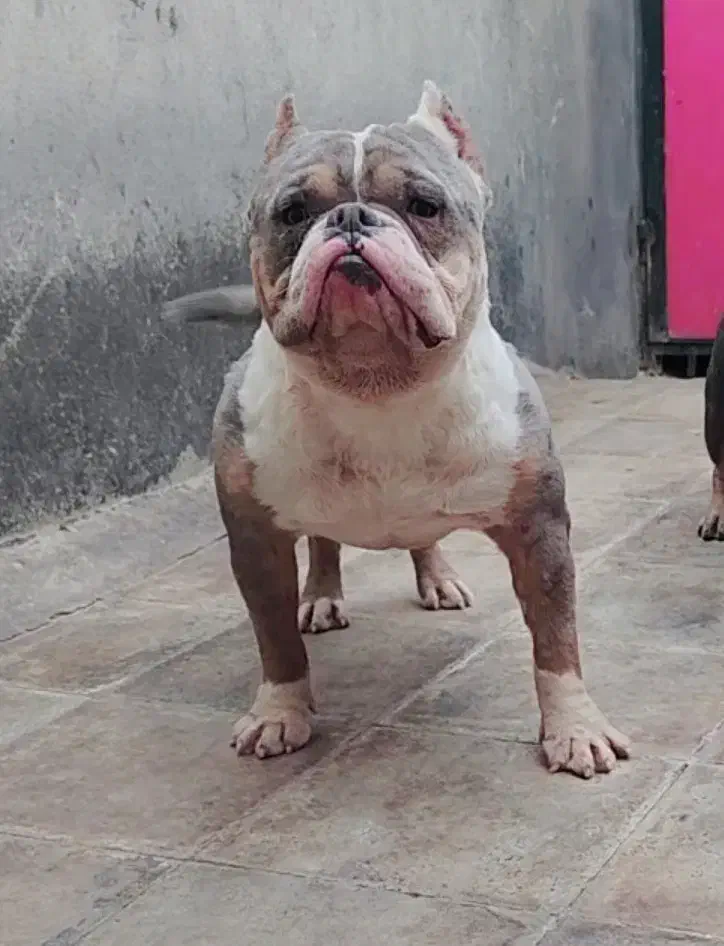 بول امریکن|سگ|بومهن, |دیوار