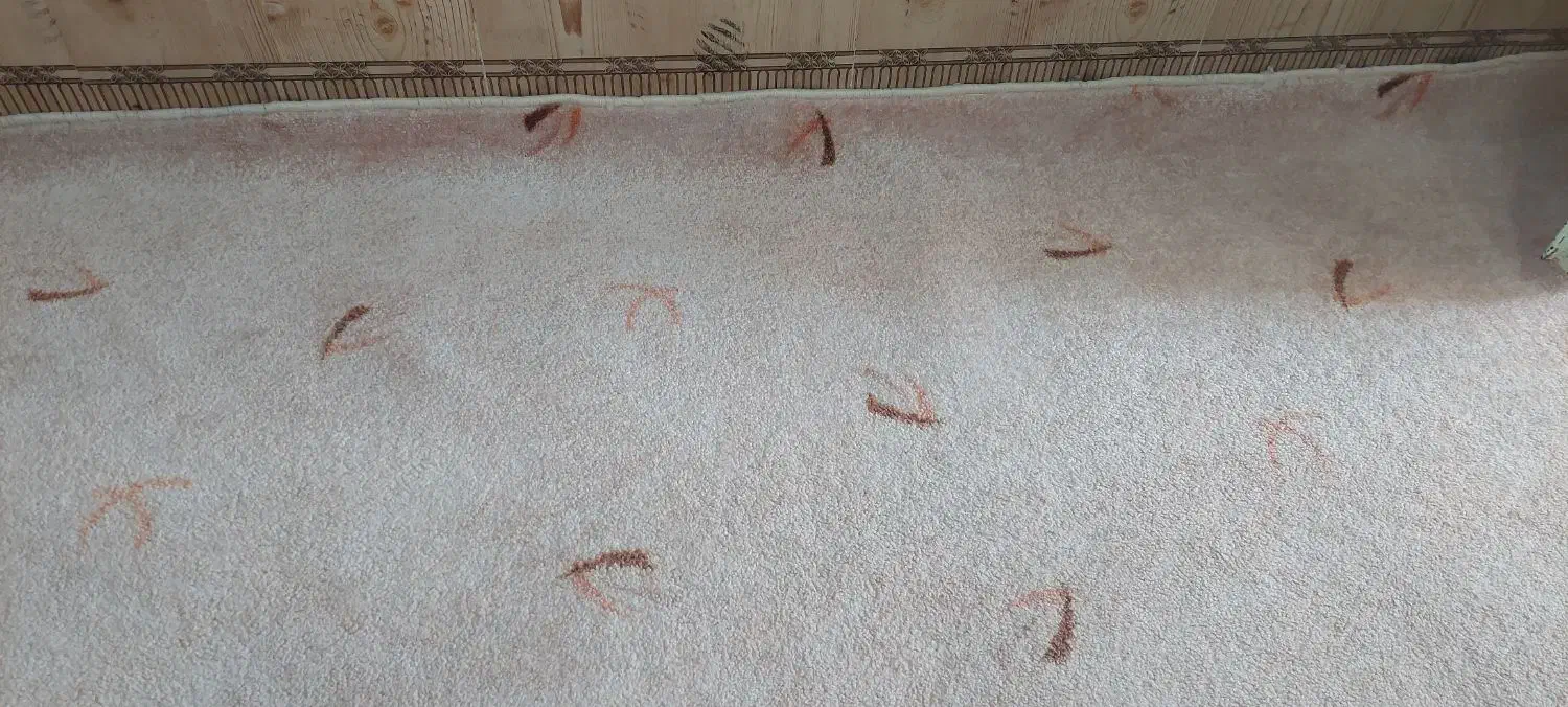 پلازا موکت|موکت|کارون, |دیوار