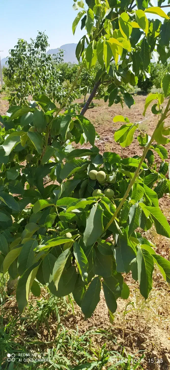 باغ گردویی مناسب برای سرمایه گذاری|فروش زمین و ملک کلنگی|سامان, |دیوار