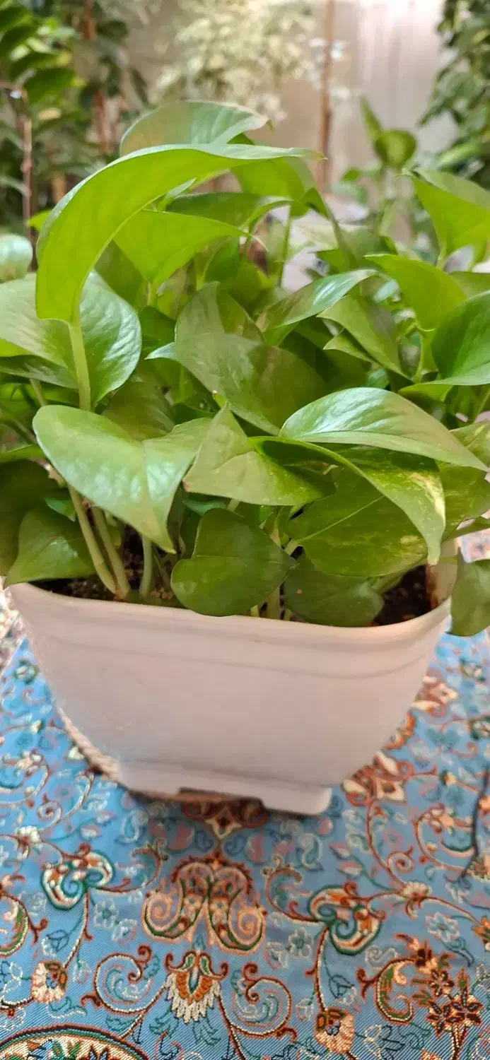 گل پتوس زاموفیلیا و برگ انجیری و گل‌های دیگه|گل و گیاه طبیعی|تهران, تهرانپارس شرقی|دیوار