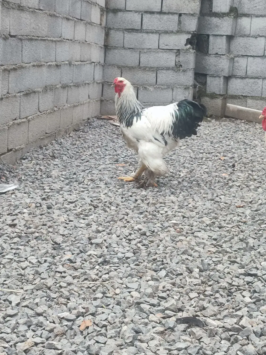 خروس برهما لایت . نژاد اصل رومانی|حیوانات مزرعه|محمودآباد, |دیوار