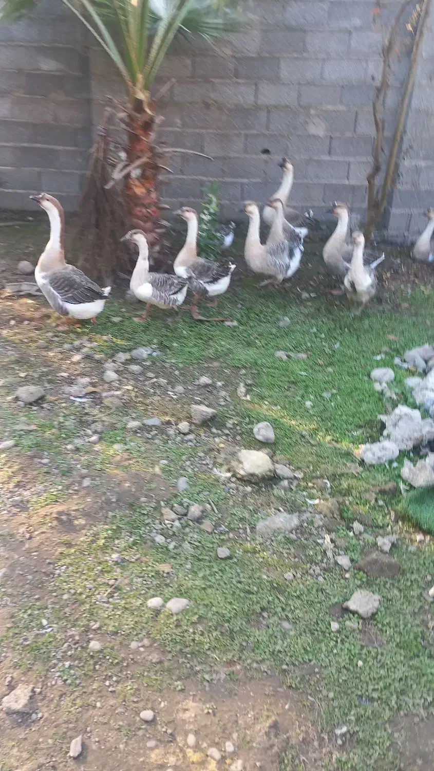 قوغاز|حیوانات مزرعه|آستانه اشرفیه, |دیوار