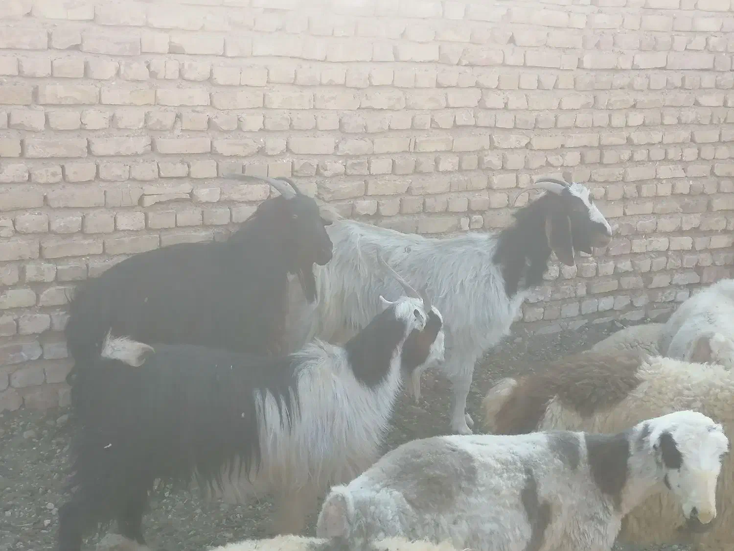 4 راس بز|حیوانات مزرعه|زرقان, |دیوار