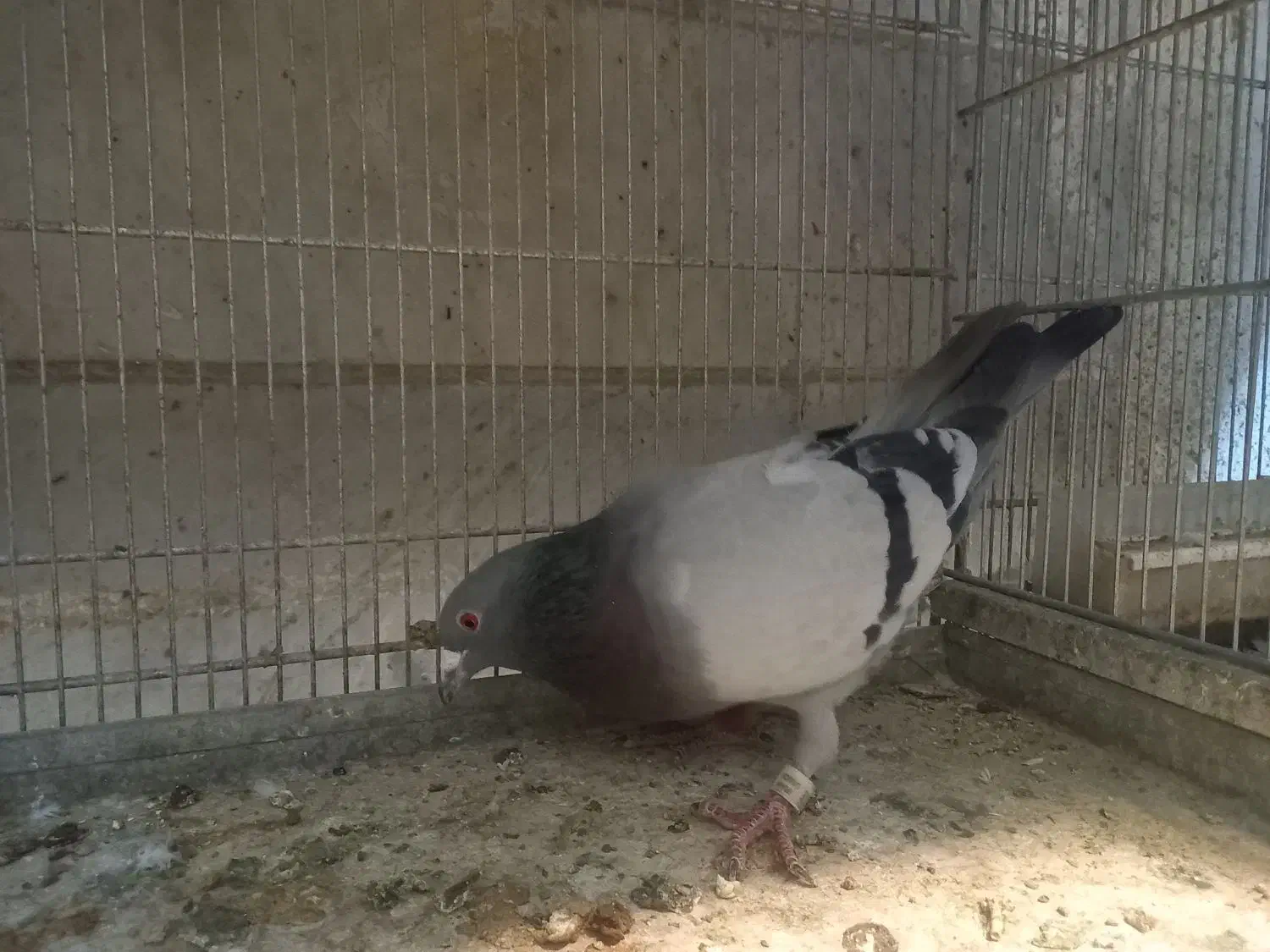 کفتر شهرستانی پلاکی مسافتی|پرنده|فردیس, شهرک شهید حسینی|دیوار