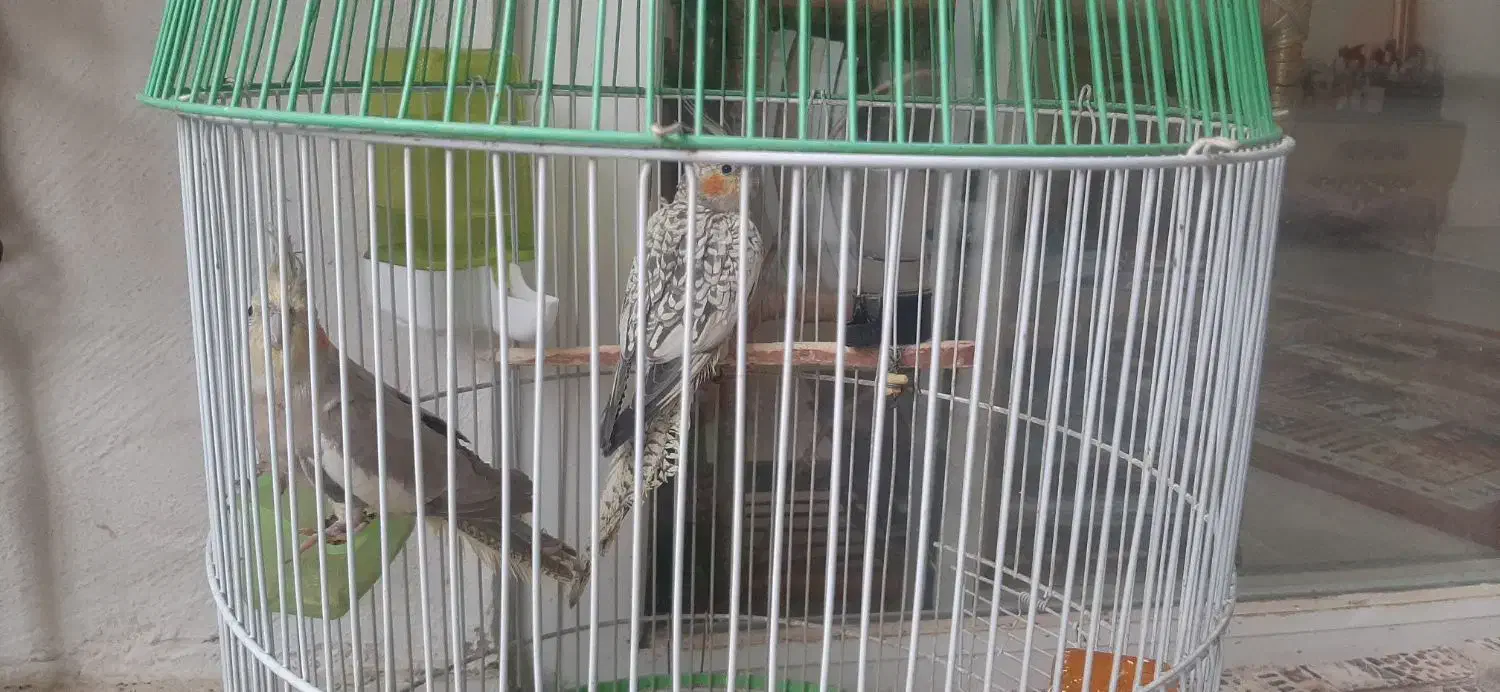 عروس هلندی مولد|پرنده|گلبهار, شهر جدید گلبهار|دیوار