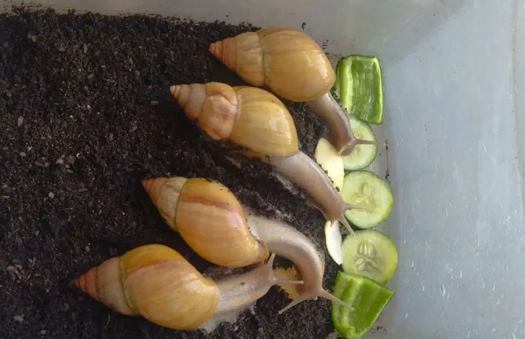 حلزون|خزنده|بوکان, |دیوار