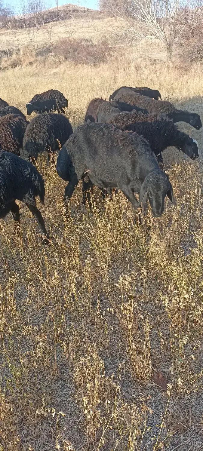 بره ماده|حیوانات مزرعه|شاهین دژ, |دیوار