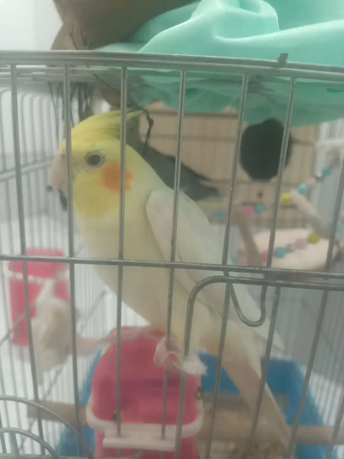 عروس هلندی جفت مولد|پرنده|تهران, شهرک شریفی|دیوار