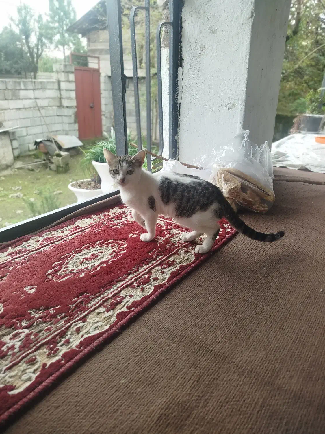 واگذاری رایگان بچه گریه|گربه|پره‌سر, |دیوار