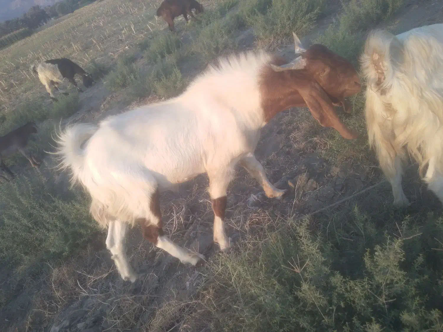 چپشنژاد دار فروشی|حیوانات مزرعه|حور, |دیوار