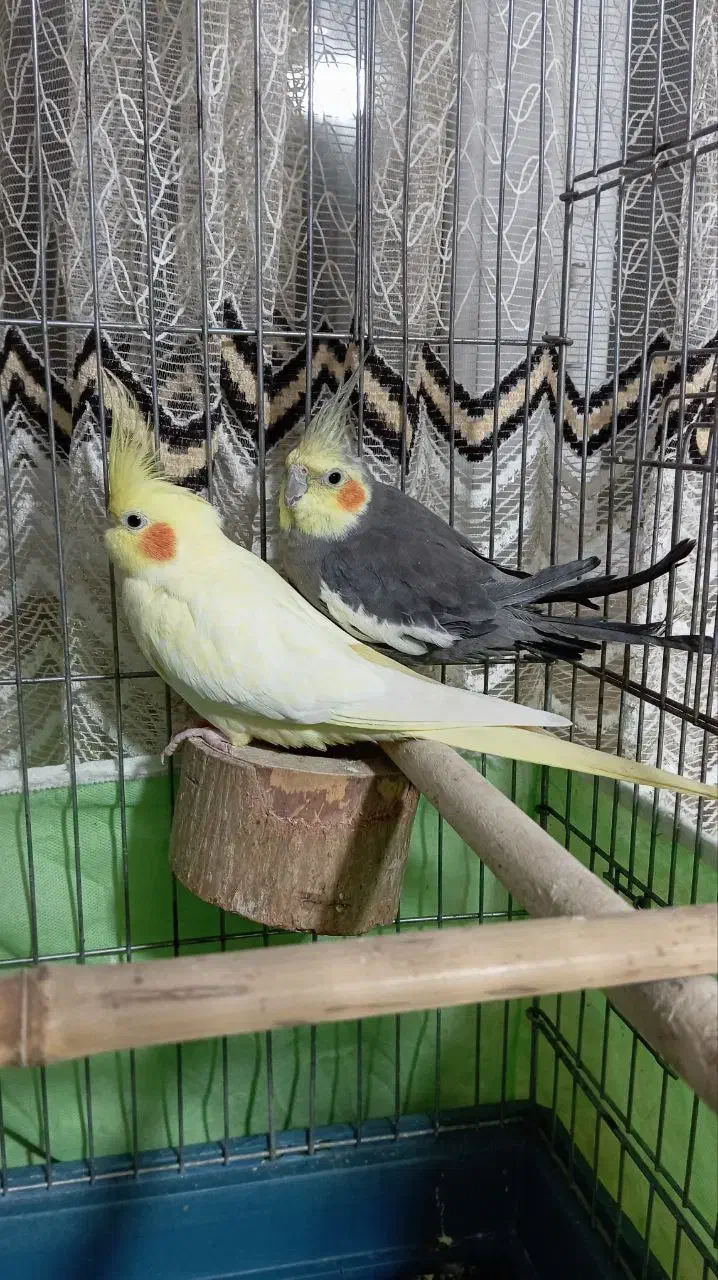 یک جفت عروس هلندی همراه۳تا جوجه|پرنده|تالش, هشتپر|دیوار