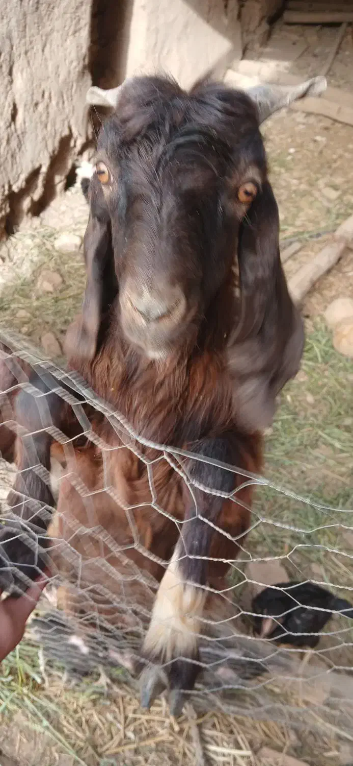 ۳عددبزپاکستانی|حیوانات مزرعه|اسفرورین, |دیوار